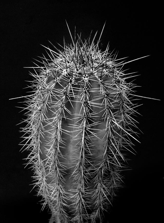 Saguaro Cactus Photograph by Nathan Abbott