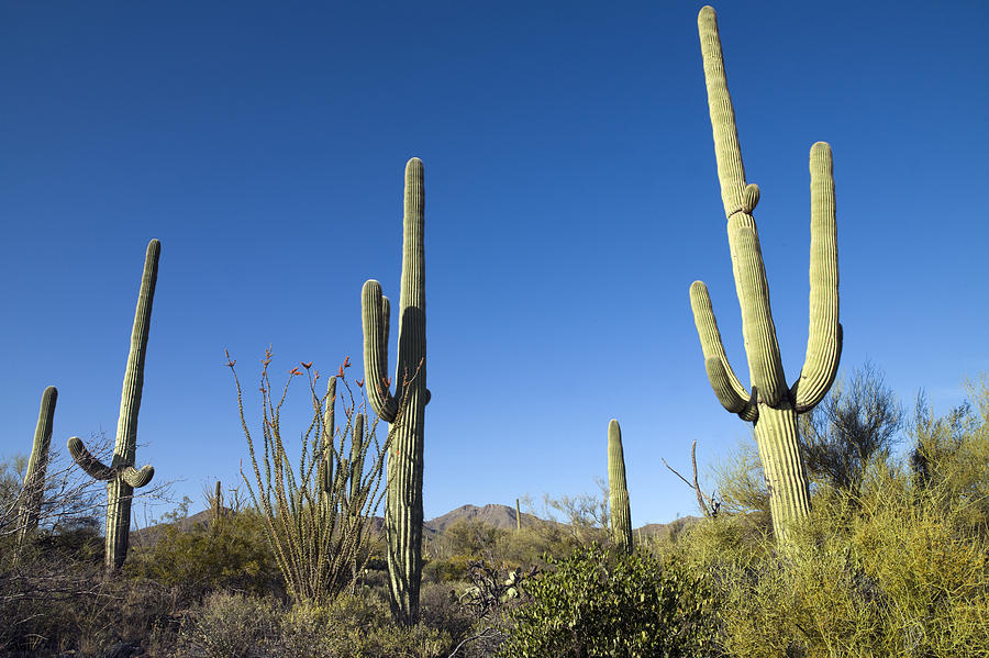 Saguaro Cactus near Tucson Photograph by Carol M Highsmith