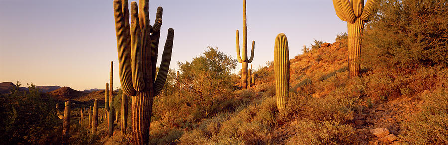 Saguaro Cactus On Hillside Photograph by Panoramic Images - Pixels