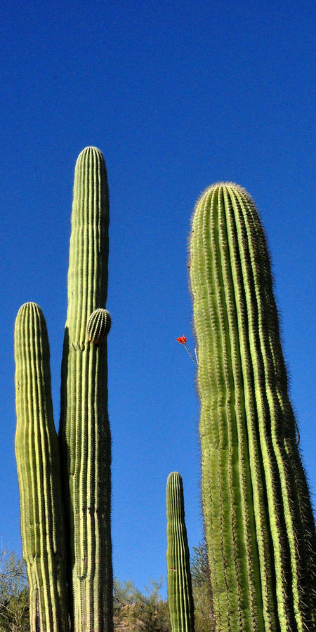 Saguaro Cactus photo iPhone case Photograph by Diane Lent
