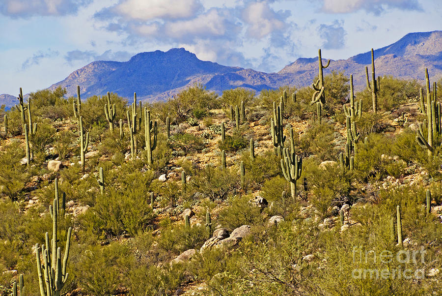 Saguaro National Park Photograph - Saguaro Cactus by Richard & Ellen Thane