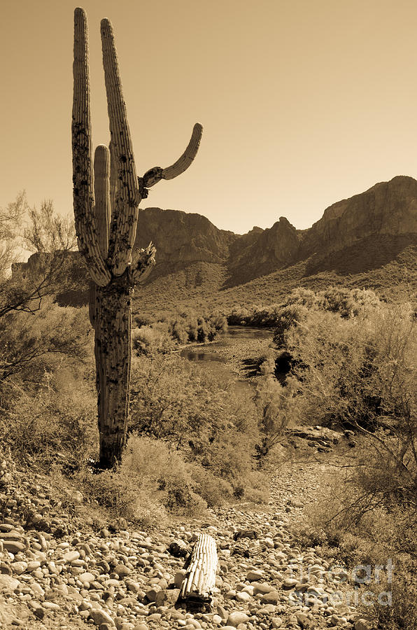 Landscape Photograph - Saguaro Cactus by Richard Fernandez