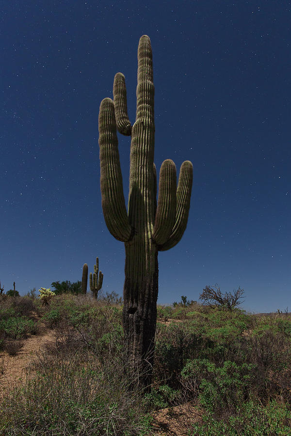 Saguaro Photograph - Saguaro Cactus by Rick Berk
