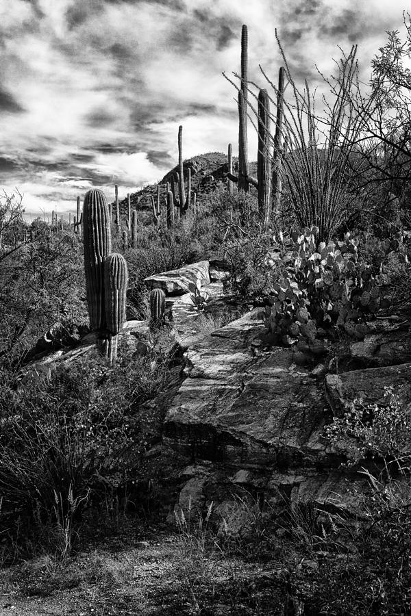 Saguaro Cactus Sabino Canyon DSC08307 Photograph by Greg Kluempers