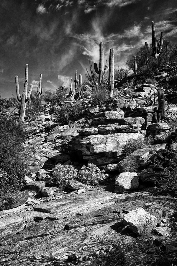 Saguaro Cactus Sabino Canyon DSC08320 Photograph by Greg Kluempers