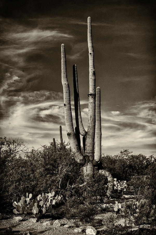 Saguaro Cactus Saguaro National Park DSC08296 Photograph by Greg Kluempers