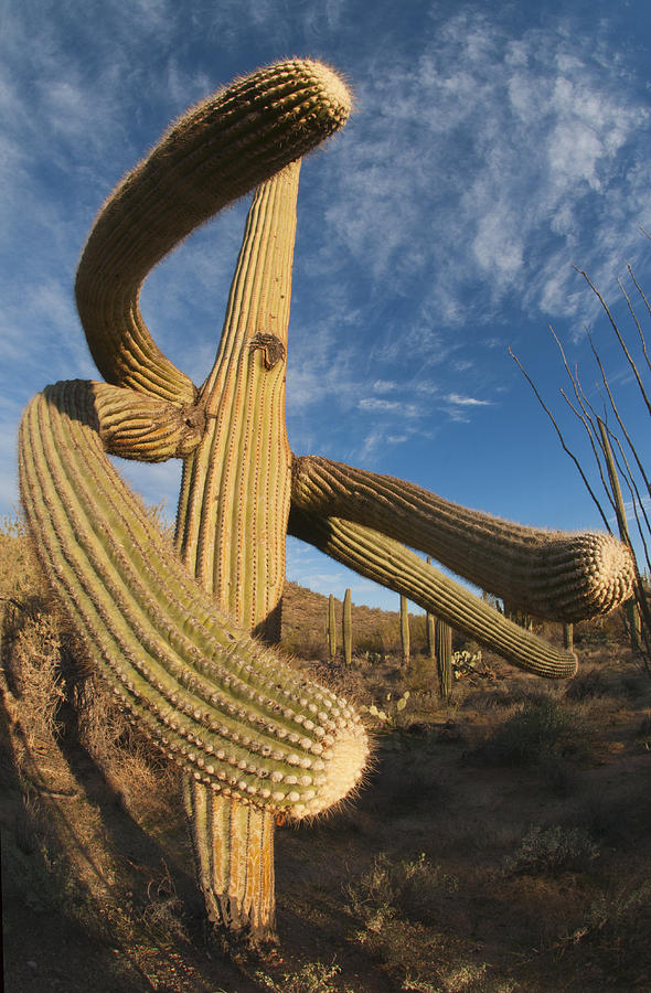 Saguaro Cactus Saguaro Np Arizona Photograph by Kevin Schafer