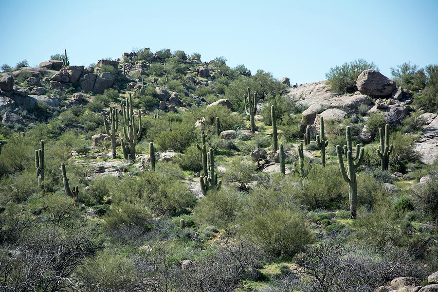 Saguaro Cactus Photograph by Shan Shui