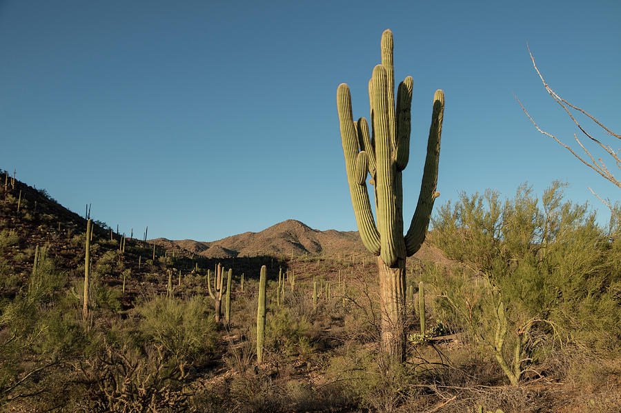 Saguaro Cactus Photograph by Steve Lewis Stock