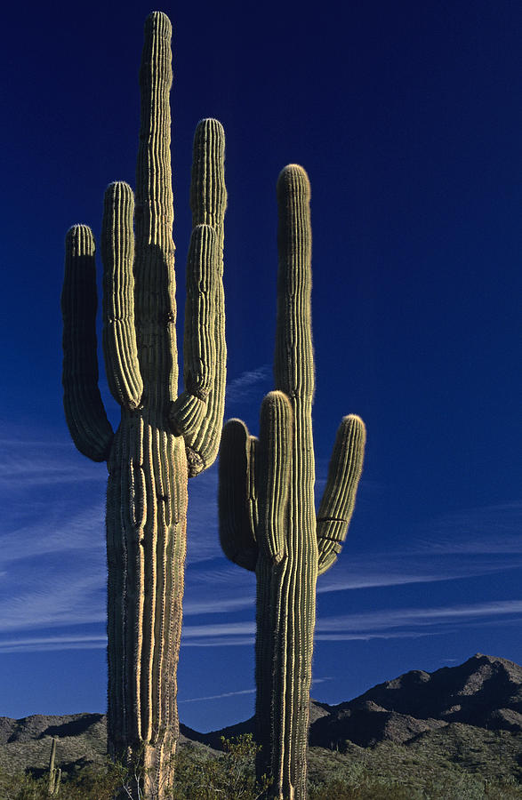 Nature Photograph - Saguaro cactus sunset Arizona State USA by Jim Corwin