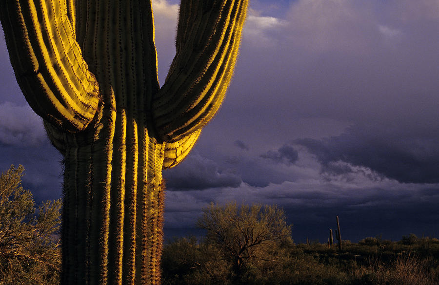 Saguaro cactus sunset at dusk Arizona State USA Photograph by Jim Corwin