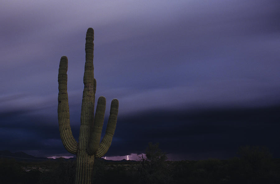 Saguaro cactus sunset at dusk with lightning Arizona State USA Photograph by Jim Corwin