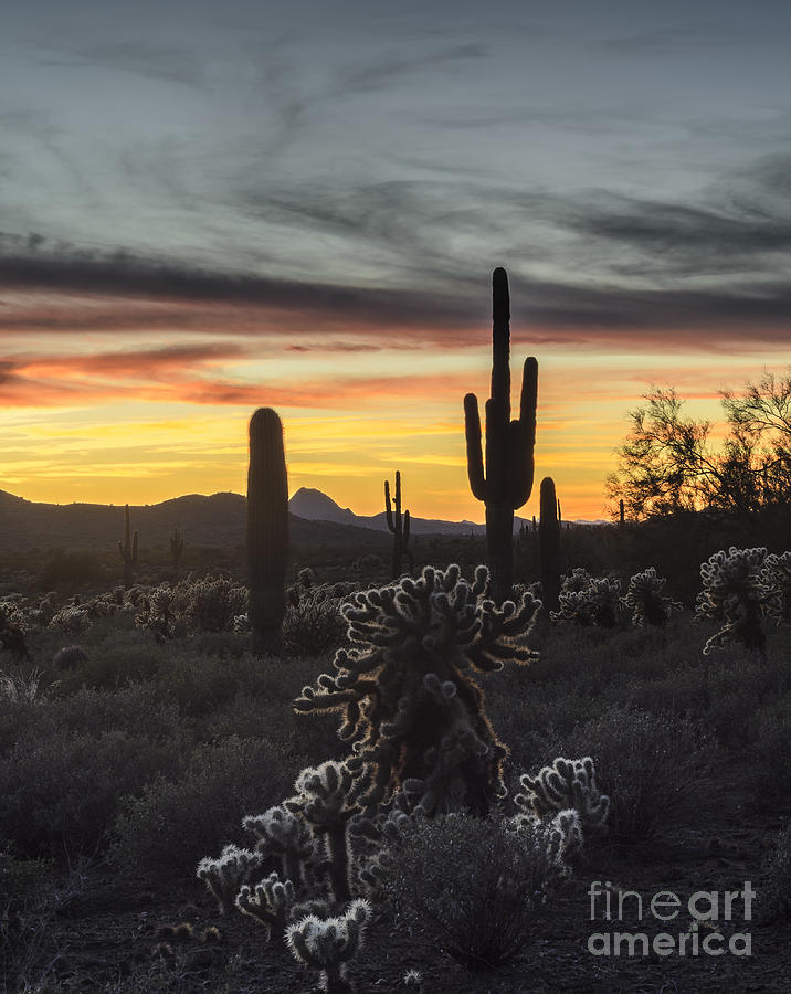 Saguaro Cactus Sunset Photograph by Tamara Becker