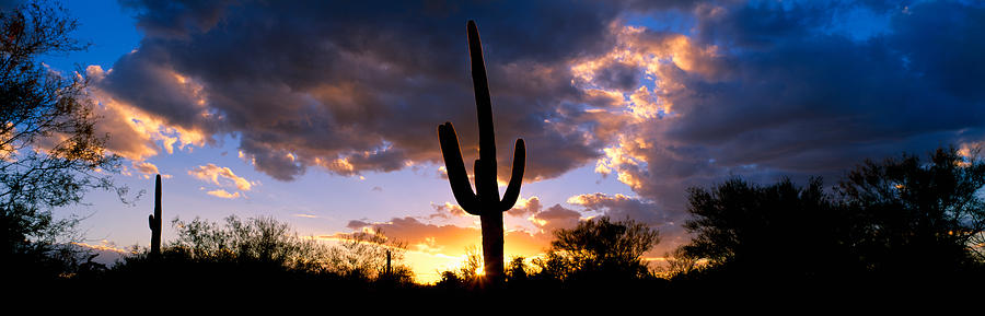Nature Photograph - Saguaro Cactus, Sunset, Tucson by Panoramic Images
