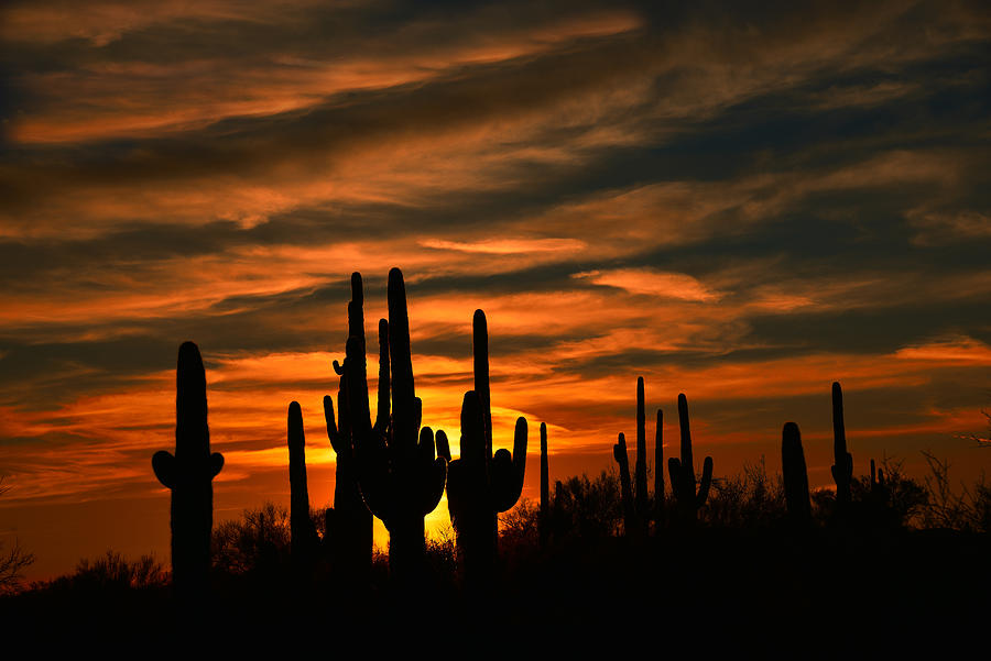 Saguaro Cactus Sunset Photograph by Walt Sterneman