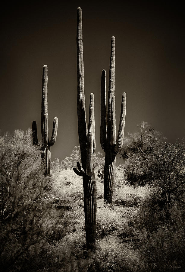 Saguaro Cactus Trio In Sepia Photograph by Gary Cain