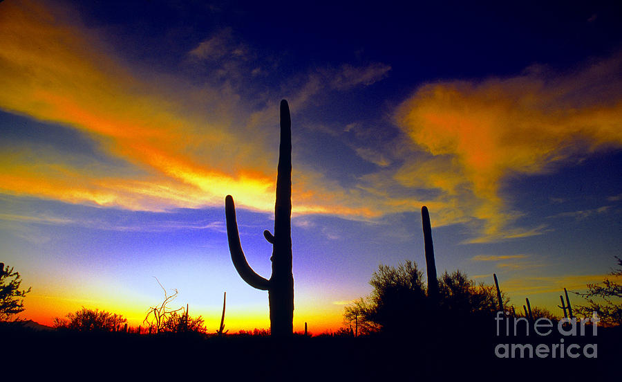 Saguaro Cactus Ver 1 Photograph by Larry Mulvehill