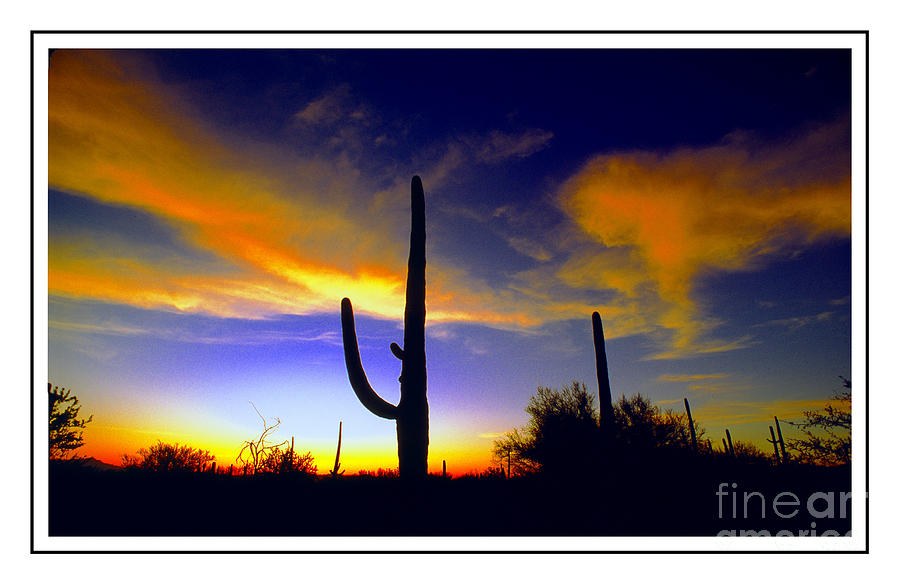 Saguaro Cactus Ver 2 Photograph by Larry Mulvehill