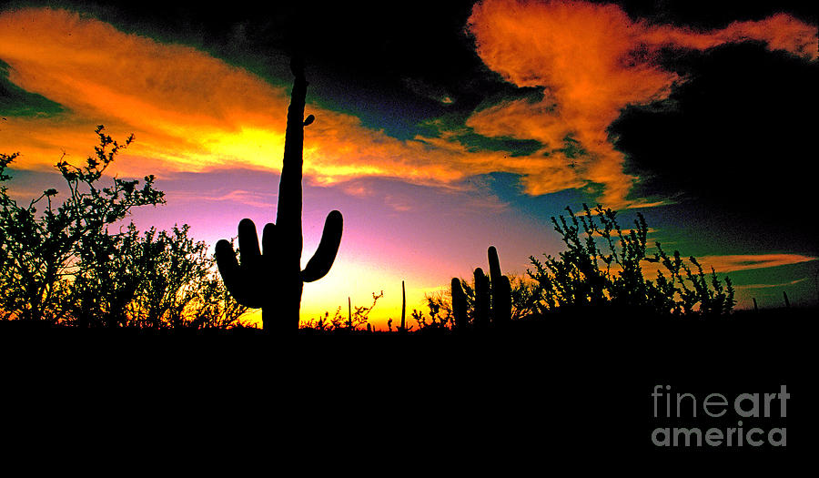 Saguaro Cactus Ver 3 Photograph by Larry Mulvehill