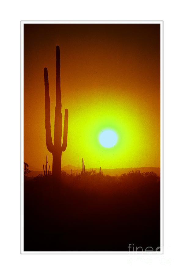 Saguaro Cactus Ver 6 Photograph by Larry Mulvehill