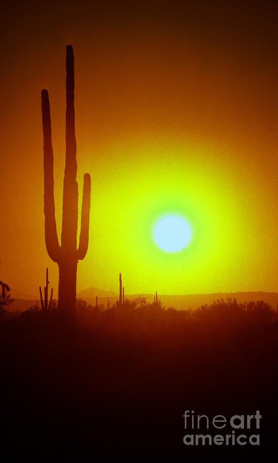 saguaro cactus Ver 7 Photograph by Larry Mulvehill