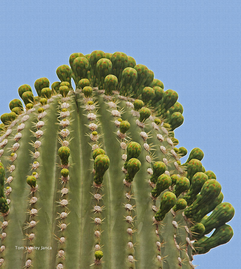 Saguaro Cactus With New Flower Buds Photograph by Tom Janca
