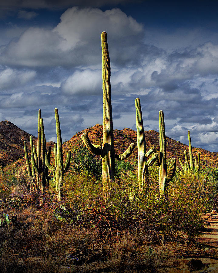 Saguaro Cactuses in Saguaro National Park near Tucson Arizona Photograph by Randall Nyhof