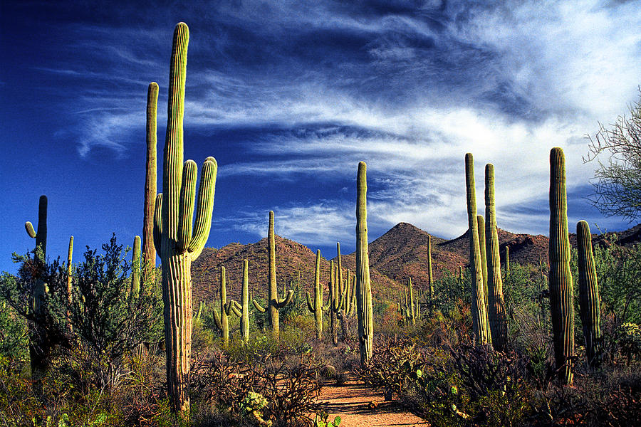 Saguaro Cactuses in Saguaro National Park Photograph by Randall Nyhof