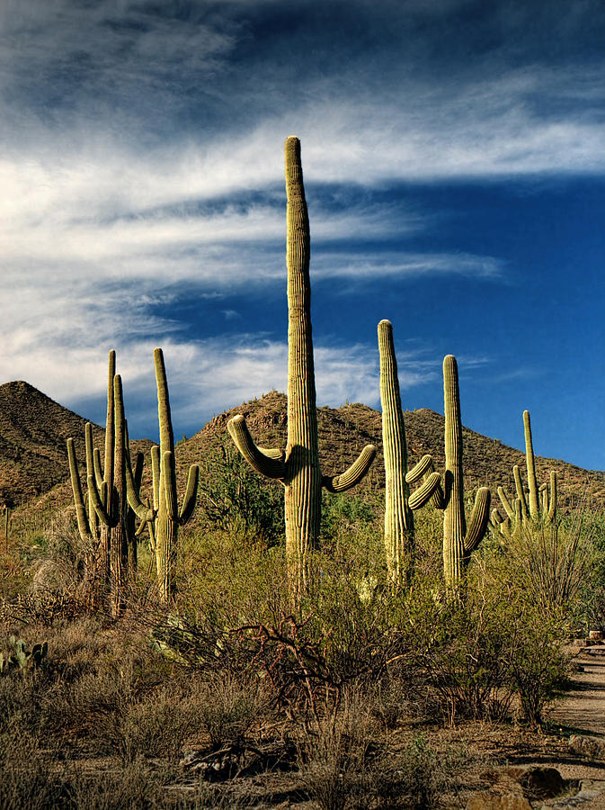 Saguaro Cactuses near Tucson Arizona Photograph by Randall Nyhof
