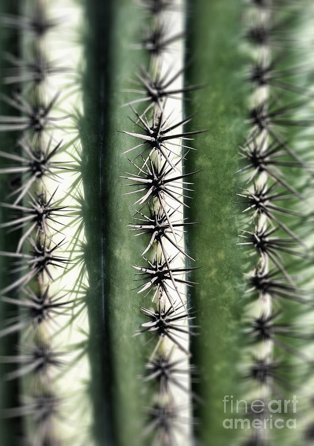 Saguaro Catus Needles Photograph by Bryan Mullennix