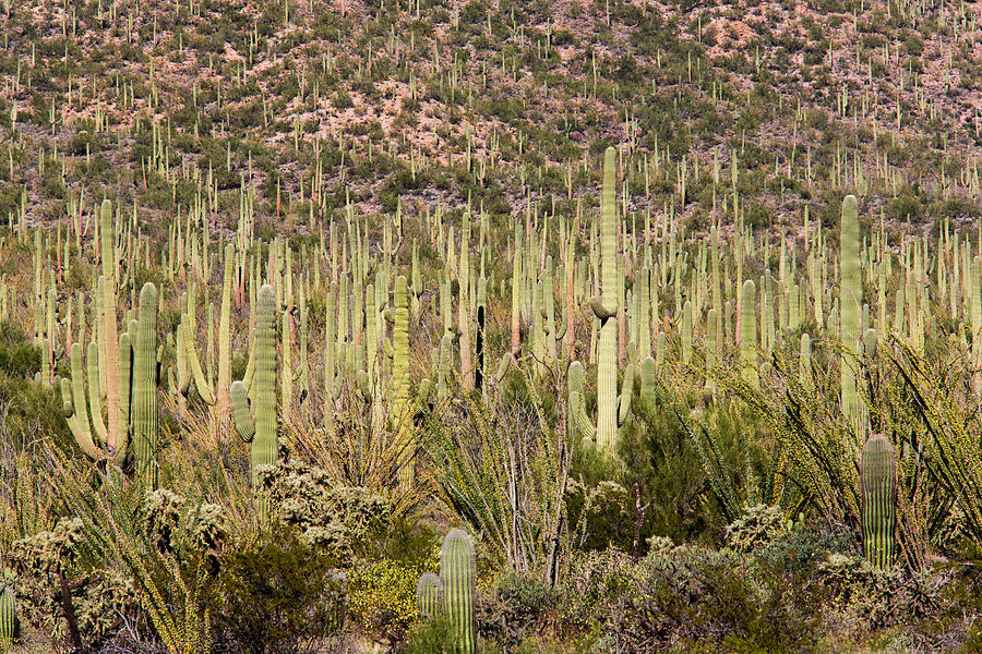 Saguaro Colony Photograph by Steven Schwartzman