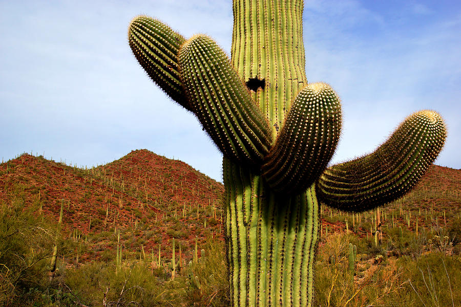 Saguaro Photograph by Daniel Woodrum