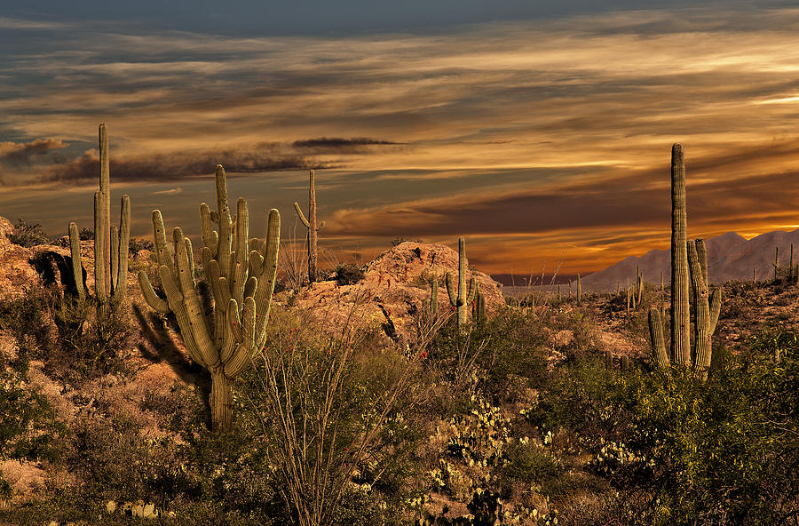 Saguaro Desert Photograph by Armando Picciotto - Fine Art America