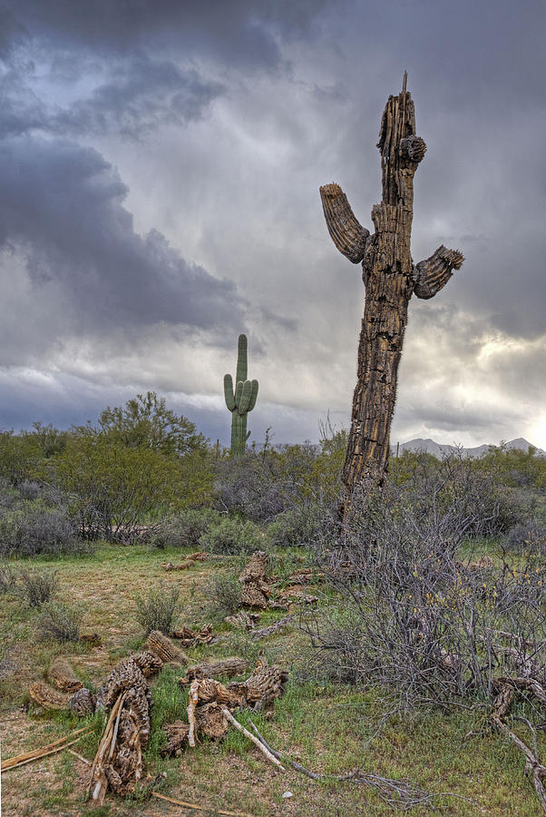 Saguaro Ending Photograph by Darlene Bushue