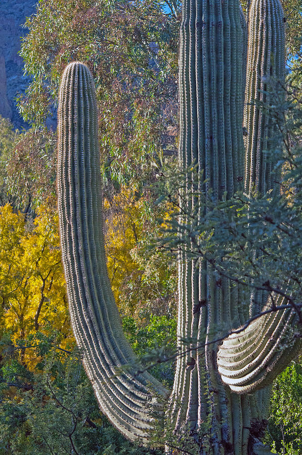 Saguaro Fall Color Photograph by Tam Ryan