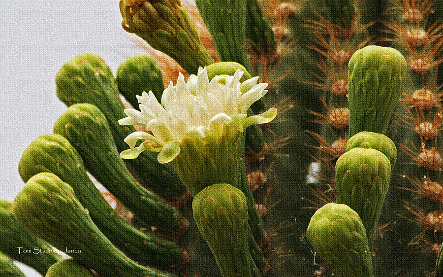 Saguaro Flower And Buds Photograph by Tom Janca