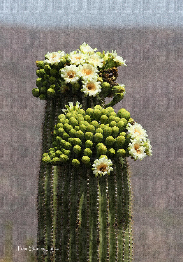 Saguaro Flowers And Buds At Four Peaks Photograph by Tom Janca