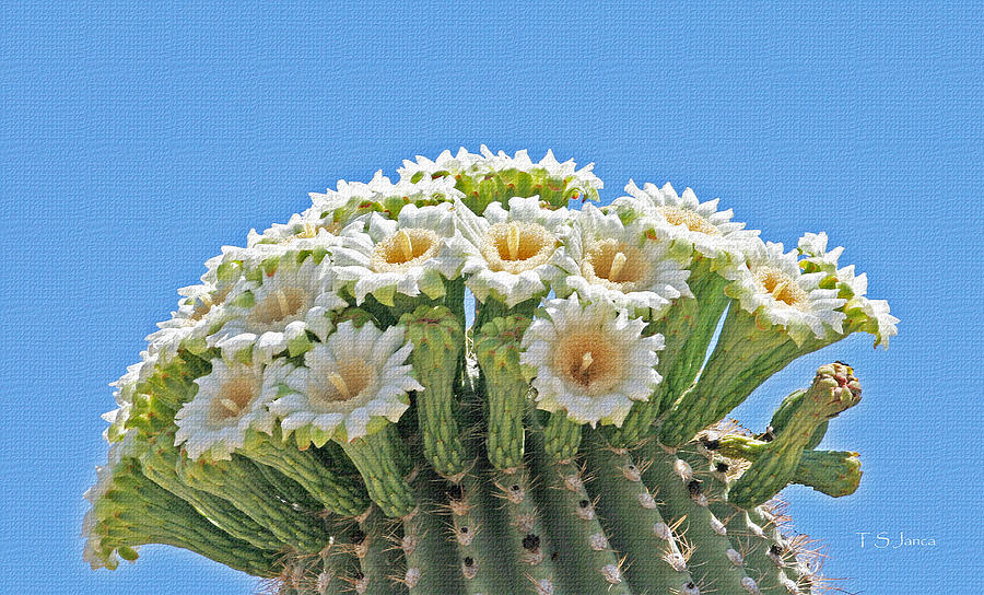 Saguaro Flowers On Top Photograph by Tom Janca
