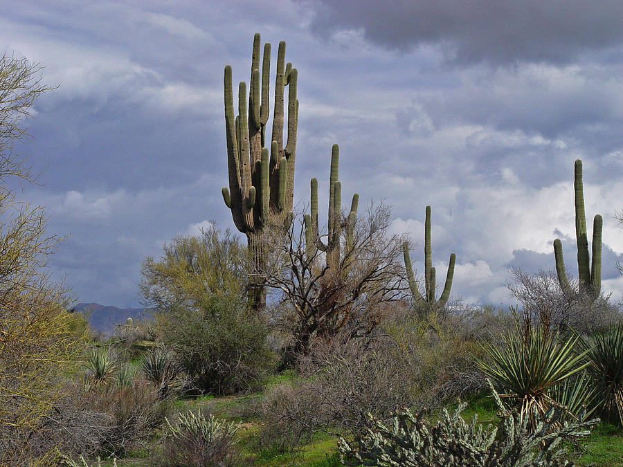 Saguaro Forest At Sycamore Creek Photograph by Tom Janca