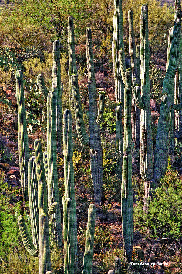 Saguaro Friends Photograph by Tom Janca