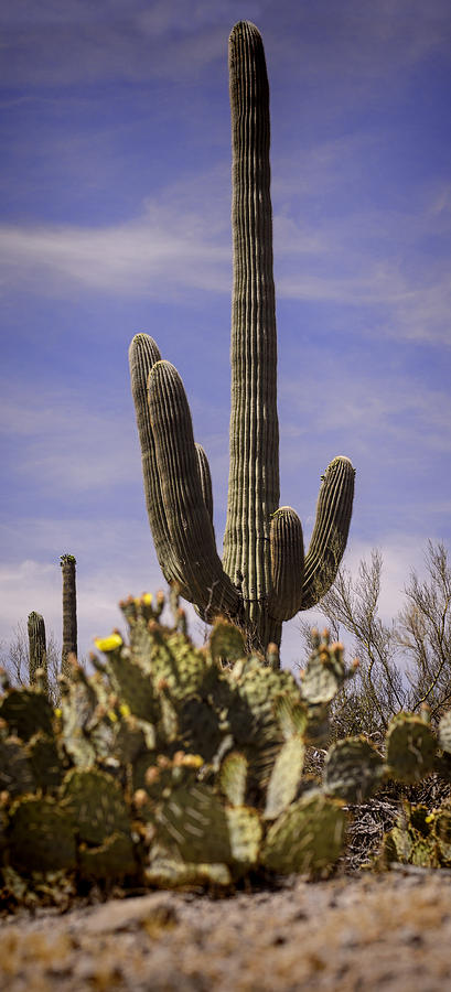 Saguaro Photograph by Heather Applegate
