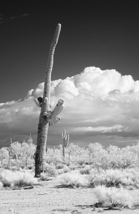 Saguaro Photograph by Hugh Smith