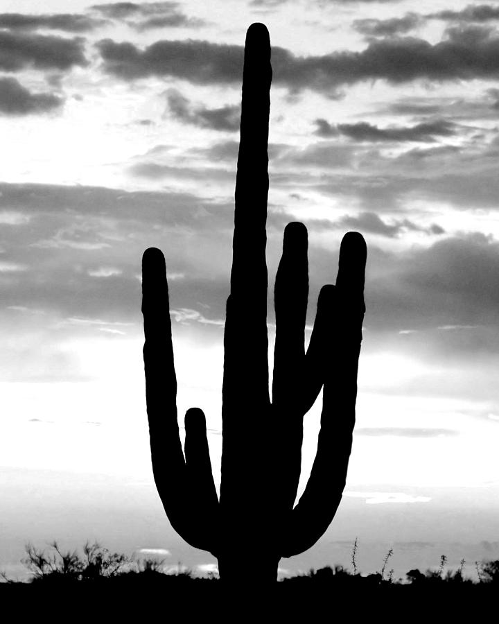 Saguaro in Black and White Photograph by Elizabeth Budd