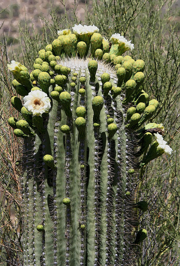 Saguaro in Bloom Photograph by Joe Kozlowski