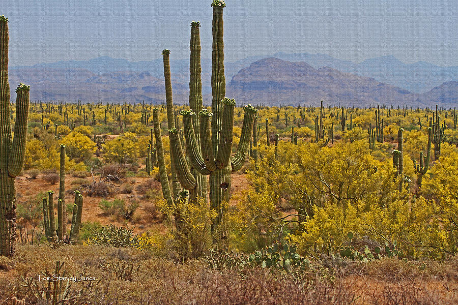 Saguaro In Bloom With Palo Verde Trees At The Rolls Below Four Peaks Photograph by Tom Janca