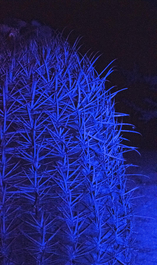 Saguaro In Blue - Non Film Grain Photograph