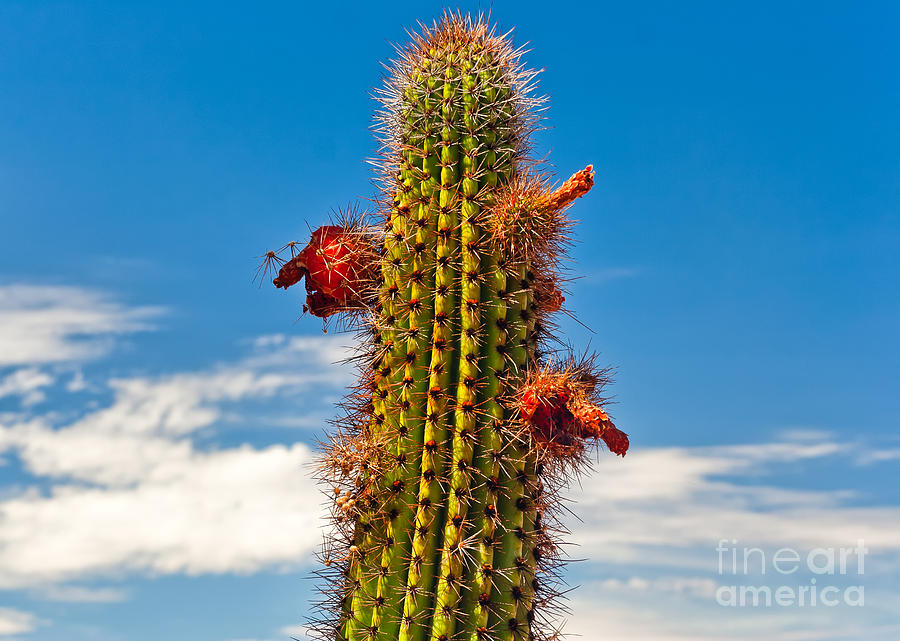 Desert Photograph - Saguaro in the Organ Pipe Cactus National Monument by Frank Bach
