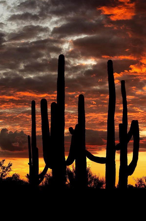 Saguaro Photograph by Jack Milchanowski