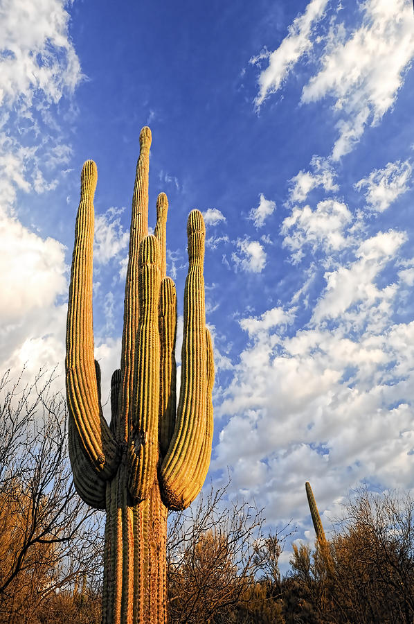Saguaro King Photograph by Anthony Citro