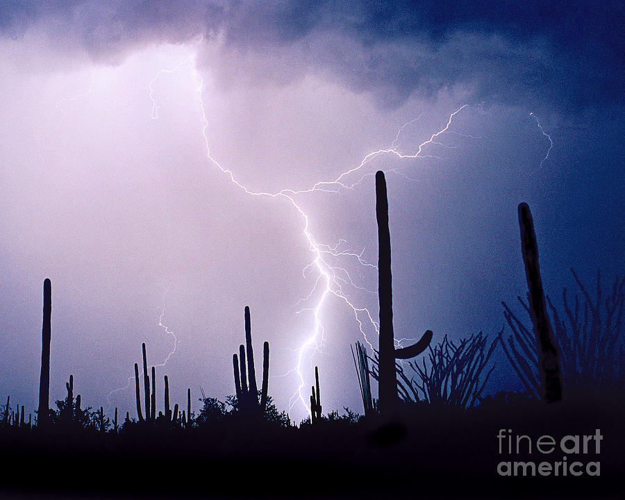 Saguaro Lightning Photograph by Douglas Taylor
